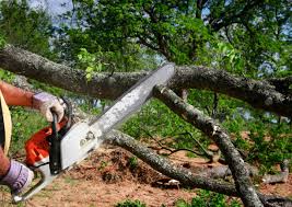 How Our Tree Care Process Works  in  De Leon Springs, FL